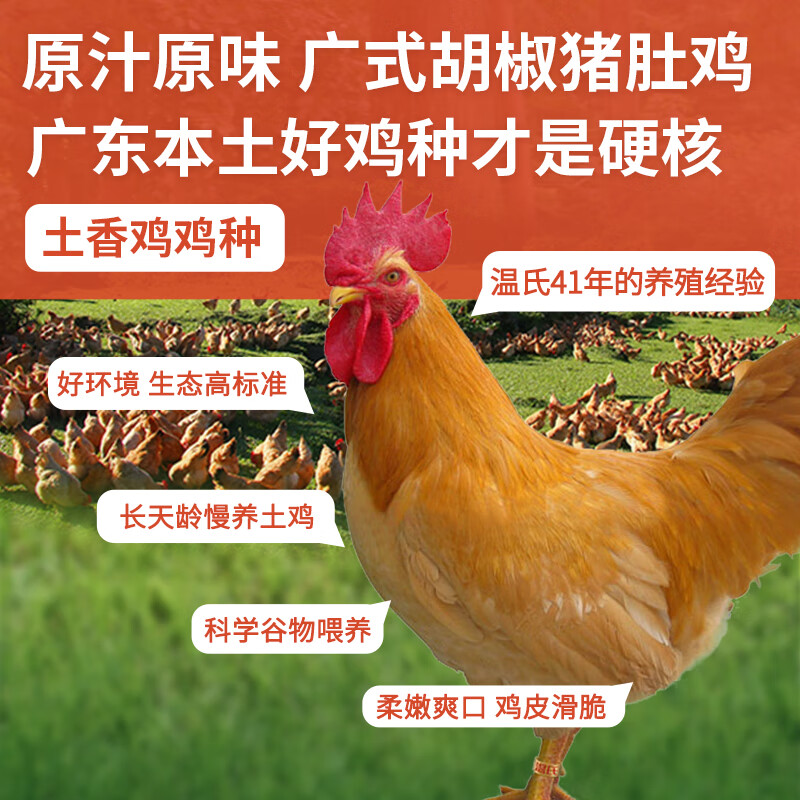 温氏胡椒猪肚鸡组合装1kg(3-4人份)广式原汤新鲜食材预制快手菜