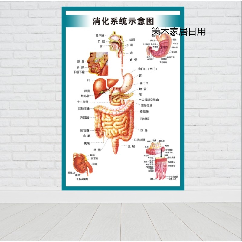 人体内脏消化胃肠系统结构示意图医学宣传挂图医院布置海报墙贴画