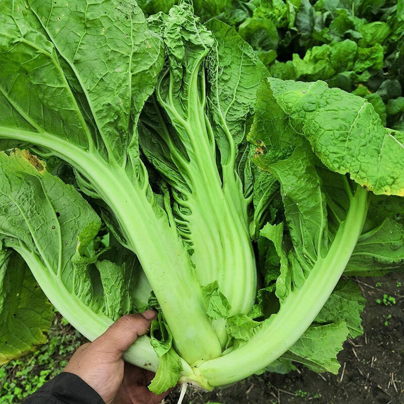 泡菜种籽疏青梅菜家庭田园种植四季菜籽种孑仔 四川大肉青芥菜种子5g