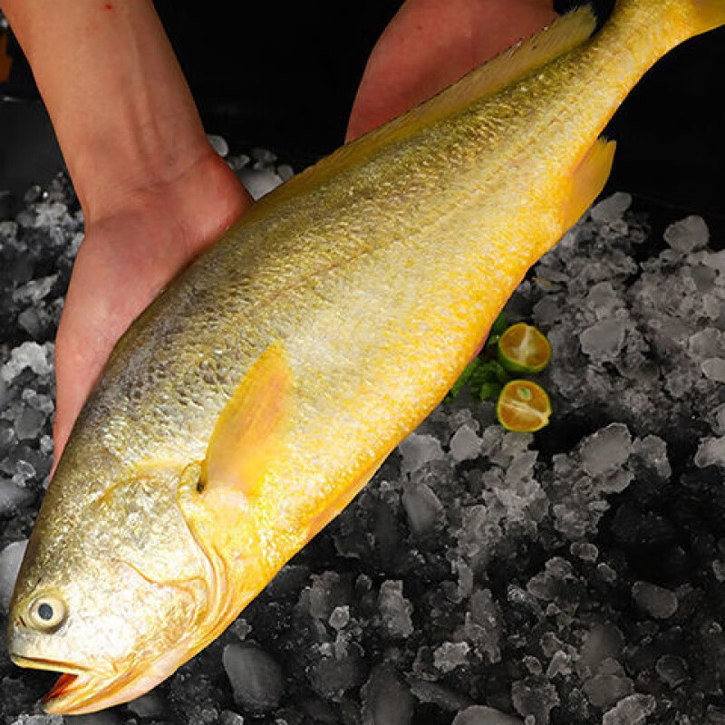 深海新鲜大黄鱼一斤一条野生大黄花鱼半斤一条现捕鲜活真空海鲜净重八