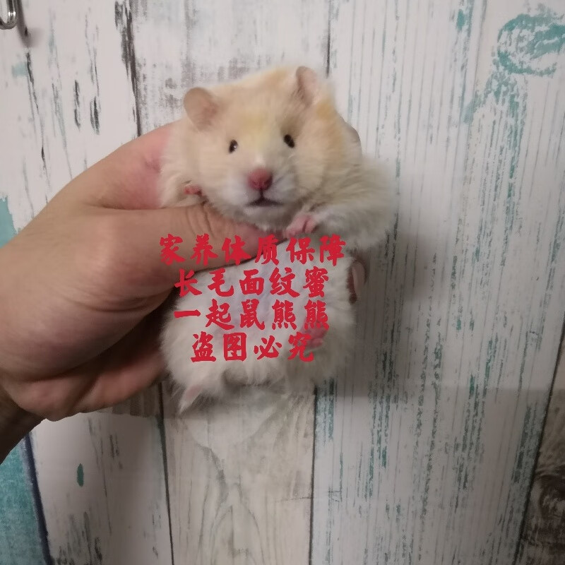 卷毛面纹蜜金丝熊家养长毛金丝熊长毛面纹蜜金丝熊蜜色金丝熊活体