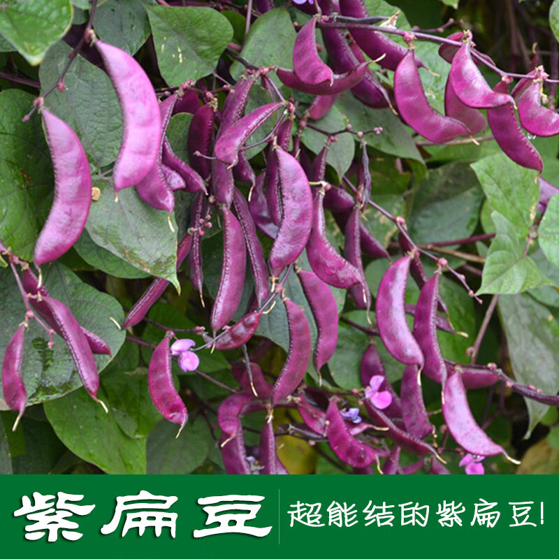 红扁豆种孑紫眉豆高产茶豆茬豆早熟豆角四季播紫色蔬菜种子春季籽 紫