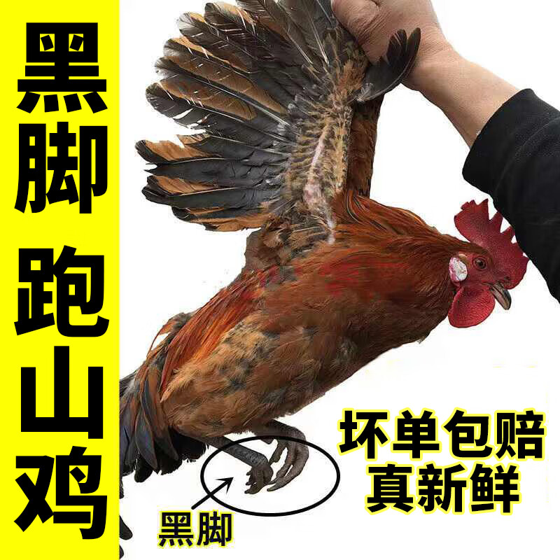岽鲜农家散养土公鸡肉新鲜青脚黄鸡黑凤大公鸡土鸡走地鸡整鸡鸡肉生鲜 【礼盒装】黑脚麻公鸡2斤*2只