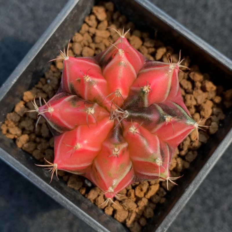 姜芮多肉球仙人球肋骨牡丹锦实生b 特2-2020 3.8cm 裸根不带土