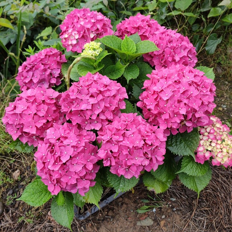 百婉集绣球花苗盆栽花卉植物室内好养的花四季开花不断无尽夏大花易