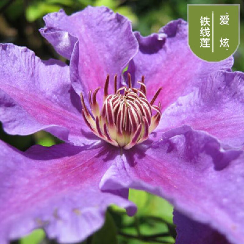 庭院爬藤攀援植物 铁线莲苗盆栽 阳台盆栽花卉绿植 铁线莲种根苗 爱炫