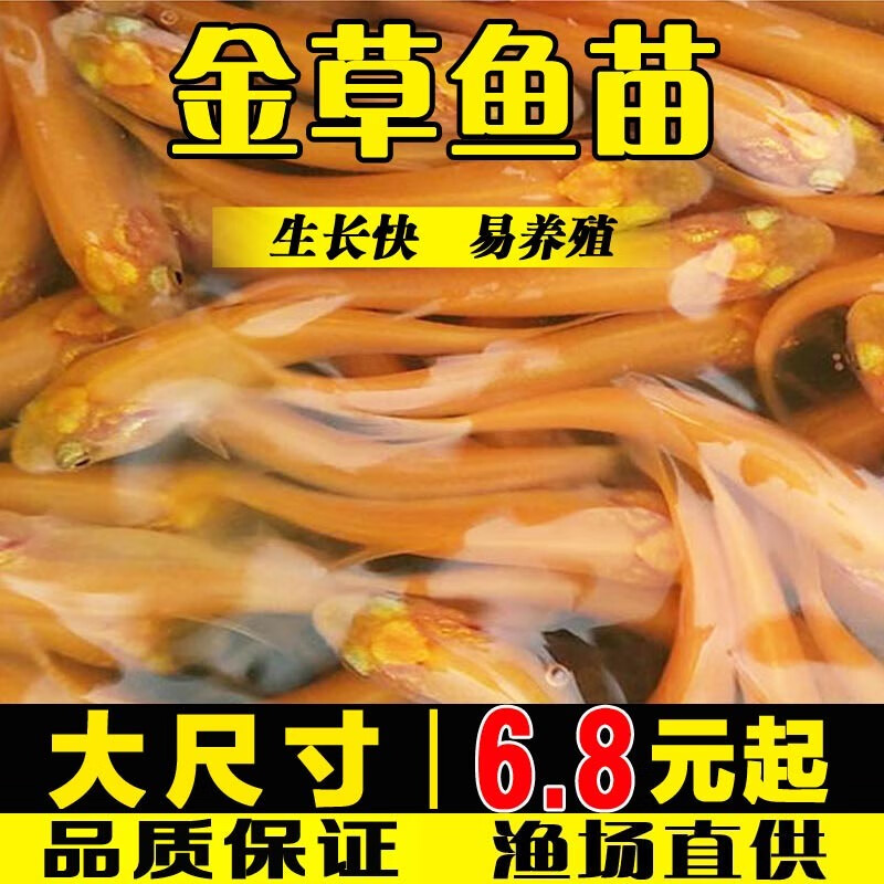 俄羅斯金草魚淡水養(yǎng)殖食用活體紅草魚金絲鯇魚冷水觀賞黃金草魚 100條5-7厘米金草魚苗加10條防損