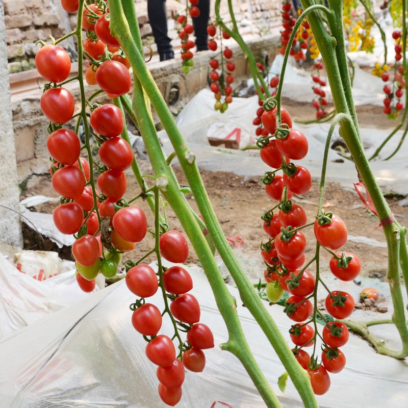 四季盆栽种植草莓阳台  奶油白草莓种孑 草莓盆栽 千禧番茄苗5棵