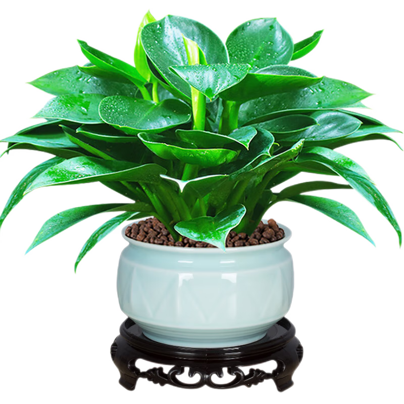 綠公主盆栽植物金鉆辦公室內好養(yǎng)四季常青吸甲醛花卉桌面綠植 [鋪面石+肥料]金鉆+青花瓷618+接水pvc底 帶盆栽好