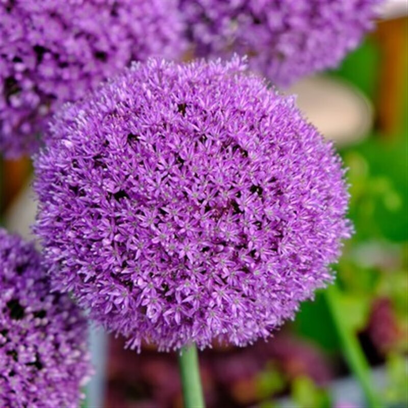 花卉盆栽植物庭院地栽大葱花球根四季易活 d3大使1球装大花葱 肥料