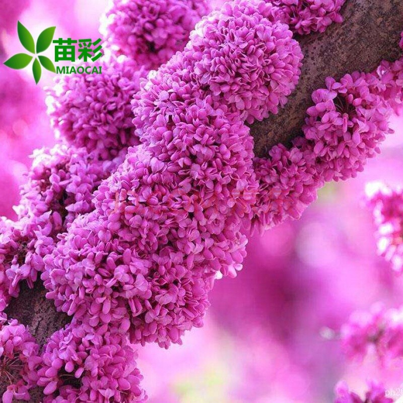苗彩紫荆花苗紫荆树苗满条红紫荆小苗紫薇樱花树苗工程苗庭院绿化苗木风景树单杆耐寒地栽盆栽花卉单杆地径3公分粗【带分枝发】主图4