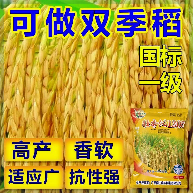 壮香优1205高产一级香米杂交水稻种子抗倒香稻长粒香抗病早中晚稻 壮
