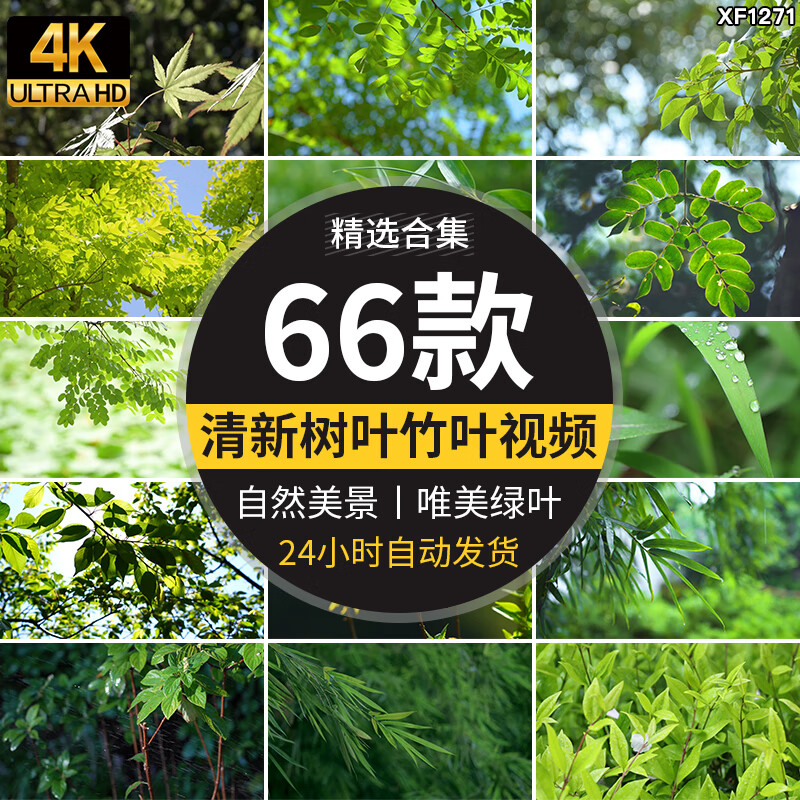 4k小清新绿叶树叶自然风景竹叶春天唯美意境美景绿色叶子视频素材