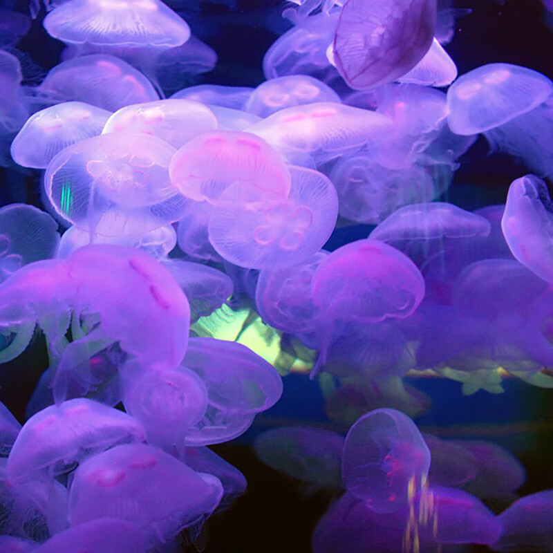水母活物网红海洋小宠物发光好养赤月海月倒立观赏水母 1.5-2.