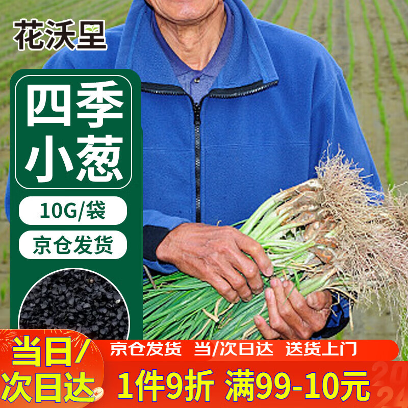 花沃里 四季小香葱种子10g 蔬菜种子秋冬季四季菜阳台盆栽庭院田间种植