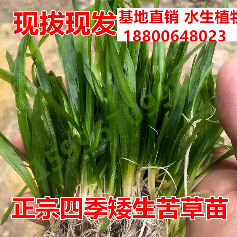 花幽谷四季常青苦草短叶矮生耐寒耐高温虾蟹鱼养殖工程净化水质扁担