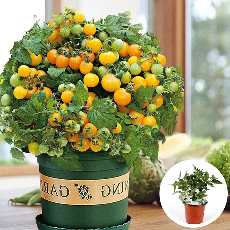 小西红柿苗带土秧苗矮生树苗四季小柿子观赏阳台 盆栽黄矮生番茄苗3盆