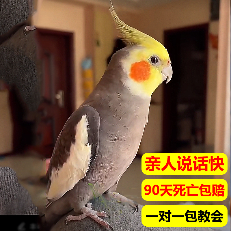 ajaj手养玄凤鹦鹉活鸟会说话的黄化原始灰活体活物宠物真玄风旋风稀罕