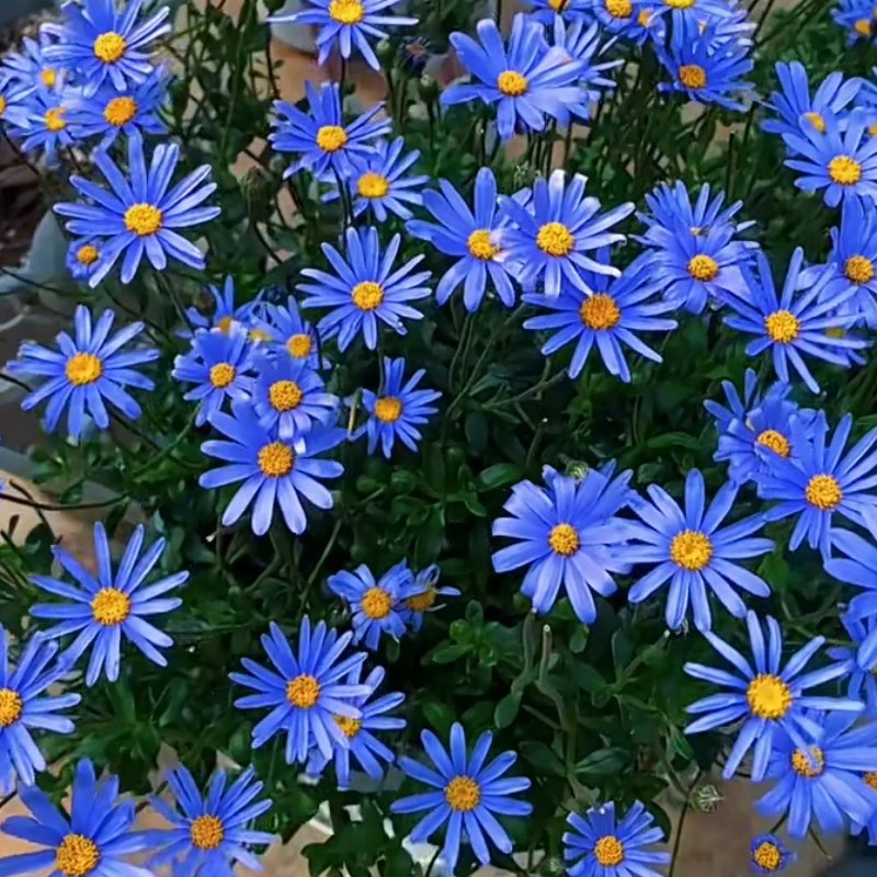 菊花大苗多年生四季耐寒阳台庭院开花机器花卉 蓝色(爆花机器)老品种