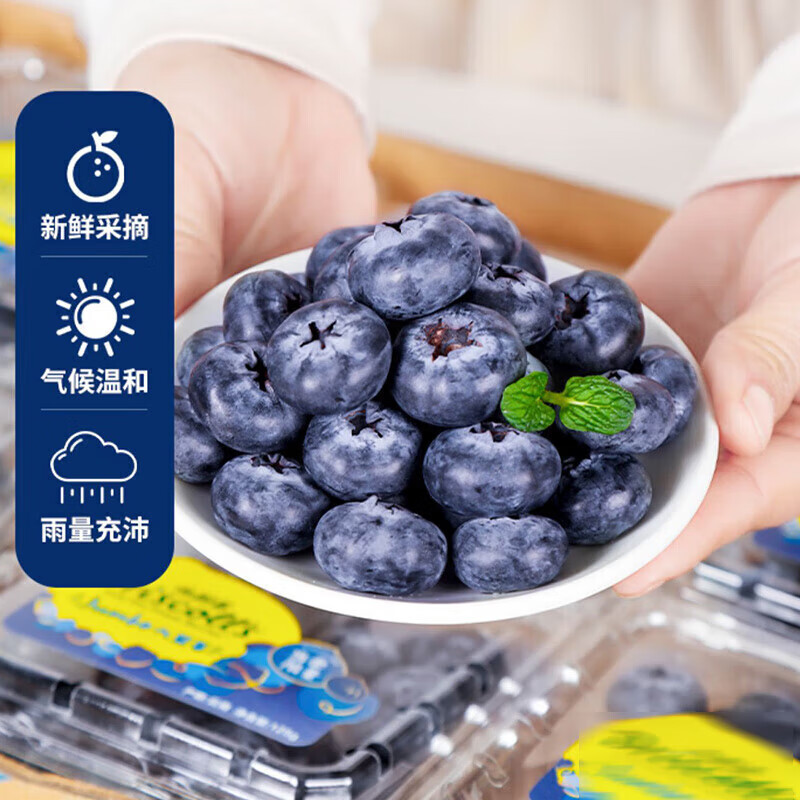 言象酸甜口感新鲜水果 孕妇宝宝可食用新鲜蓝莓 甄选蓝莓 12