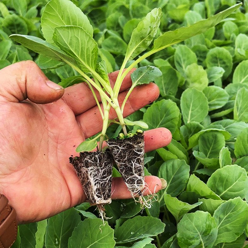 北蔬 孢子甘蓝苗结球小甘蓝苗蔬菜秋季 抱子甘蓝苗 6棵