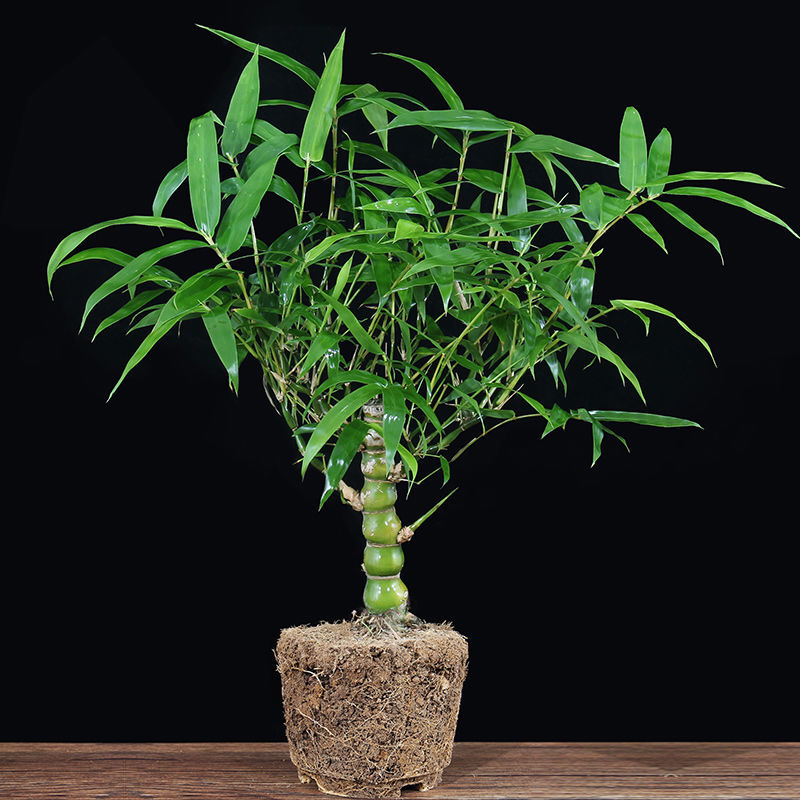 景曦佛肚竹盆栽罗汉竹葫芦竹室内客厅观赏竹好养绿植办公室盆景