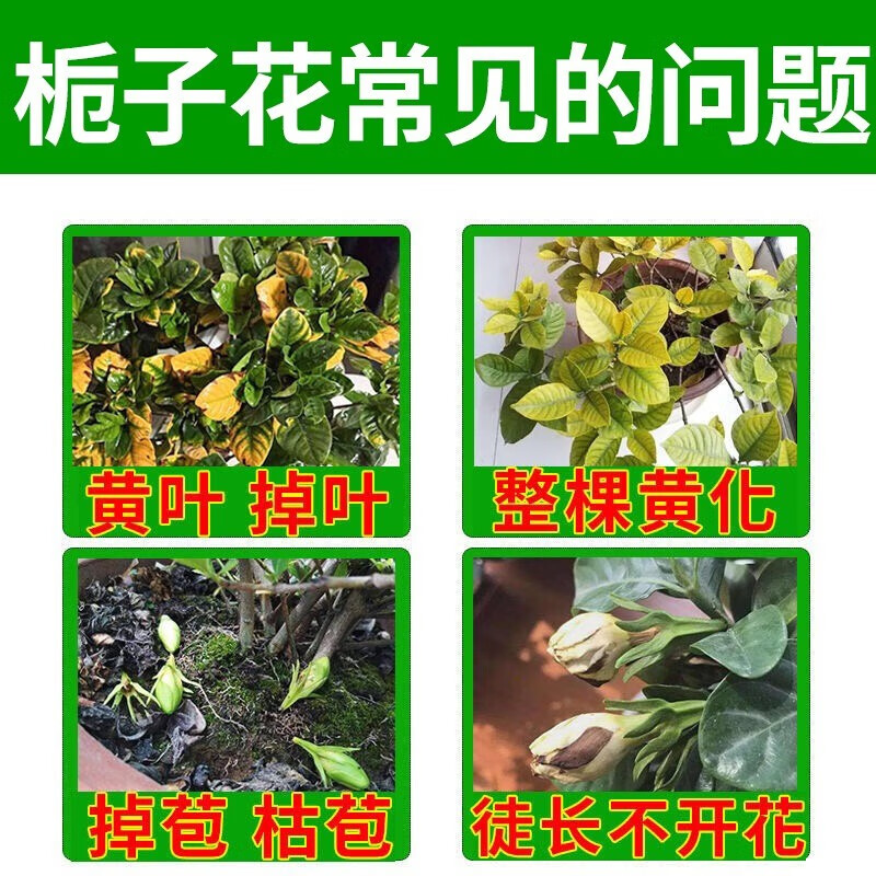 栀子花肥料专用肥栀子花掉花苞叶子发黄干枯烂根专用叶面肥营养液 3瓶装【推荐购买】