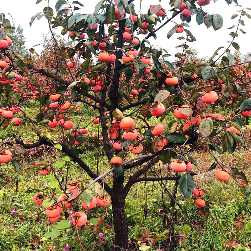 沐智大柿子树苗带土当年结果庭院火晶柿庭院别墅柿子树太秋甜脆柿南方
