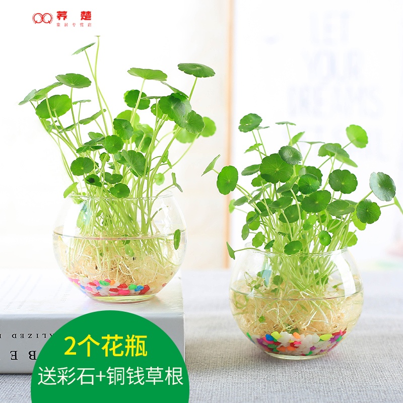 睟馬簡約透明玻璃花瓶水培銅錢草花盆水養(yǎng)綠蘿植物風(fēng)信子插花瓶小清新 小圓球2個(gè)(+銅錢草根+彩石) 中等