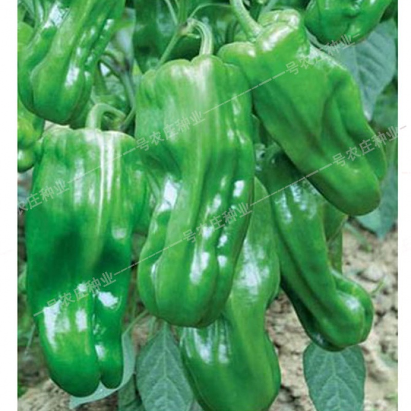 薄皮辣椒种子籽孑苏椒5号灯笼泡辣椒苗高产大虎皮青菜椒四季阳台 苏椒