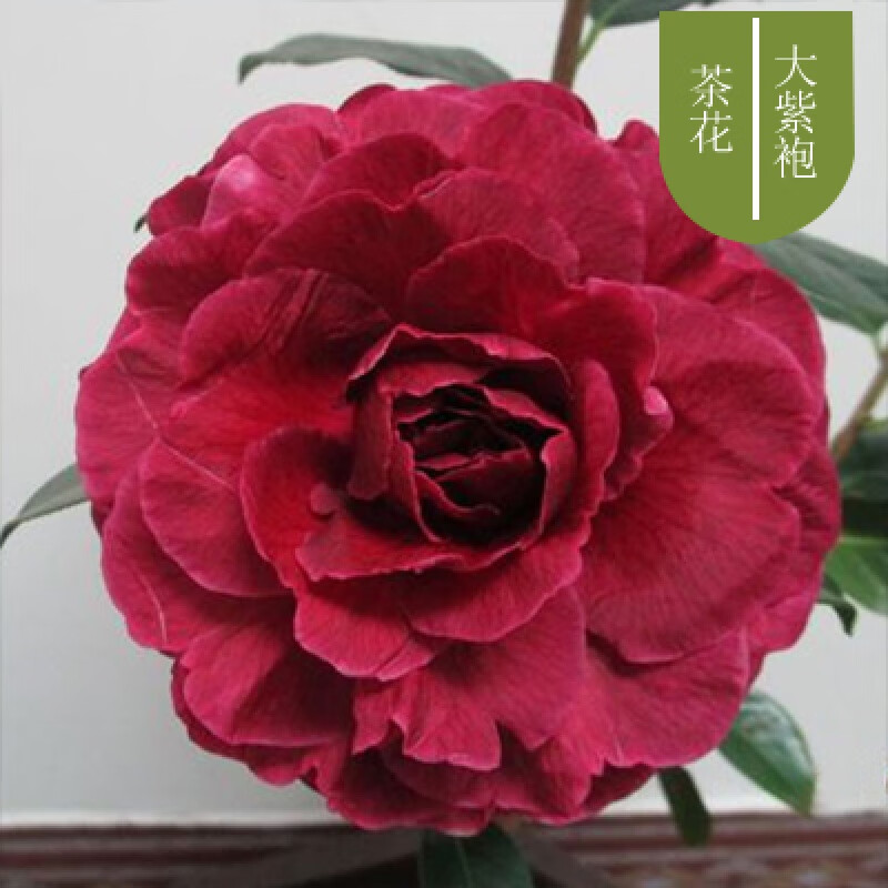 大紫袍 15年苗庭院必备