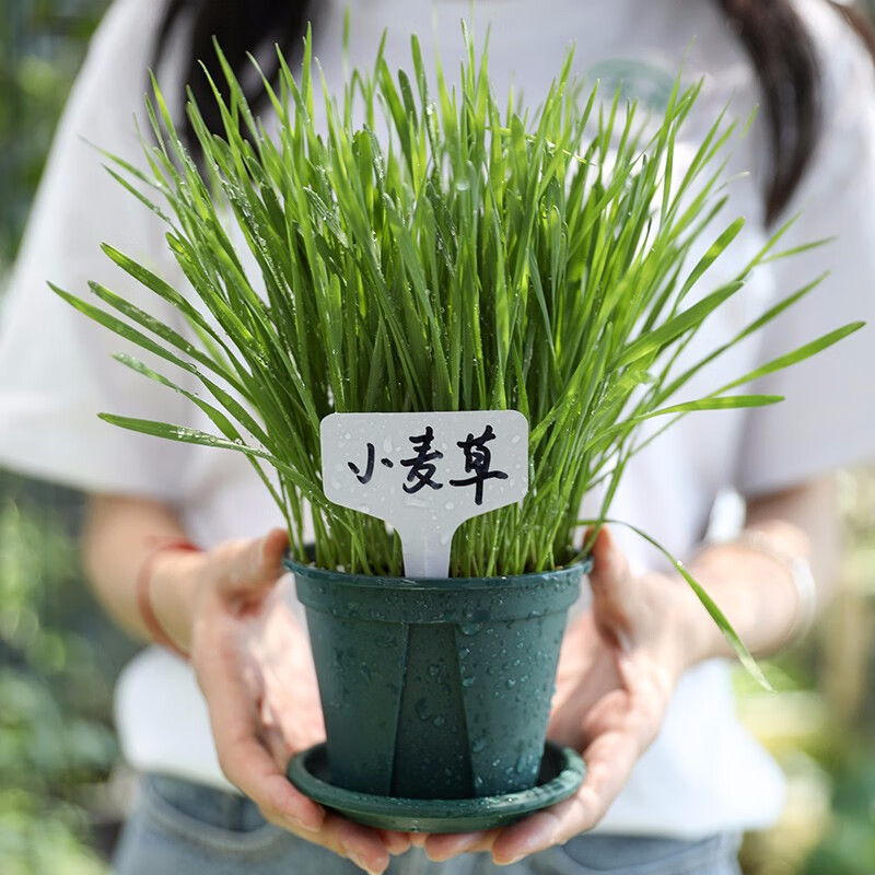 寿禾 猫草种子小麦草麦子套餐套装水培大麦黑麦草易种春冬季家庭种植