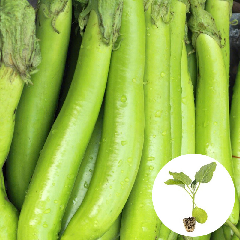 农之子(nongzhizi) 茄子树苗苗秧春季蔬菜苗子菜秧苗带土 台湾绿长