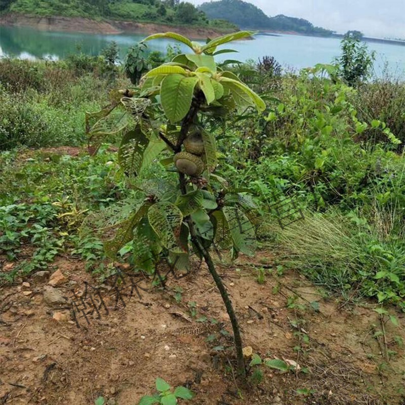 瑰季风流果树苗新品种四季盆栽马古厚鳞柯树增掉藤树苗子当年结果 30
