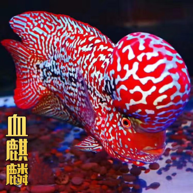 乳白色 血麒麟鱼苗 2-3厘米  2条