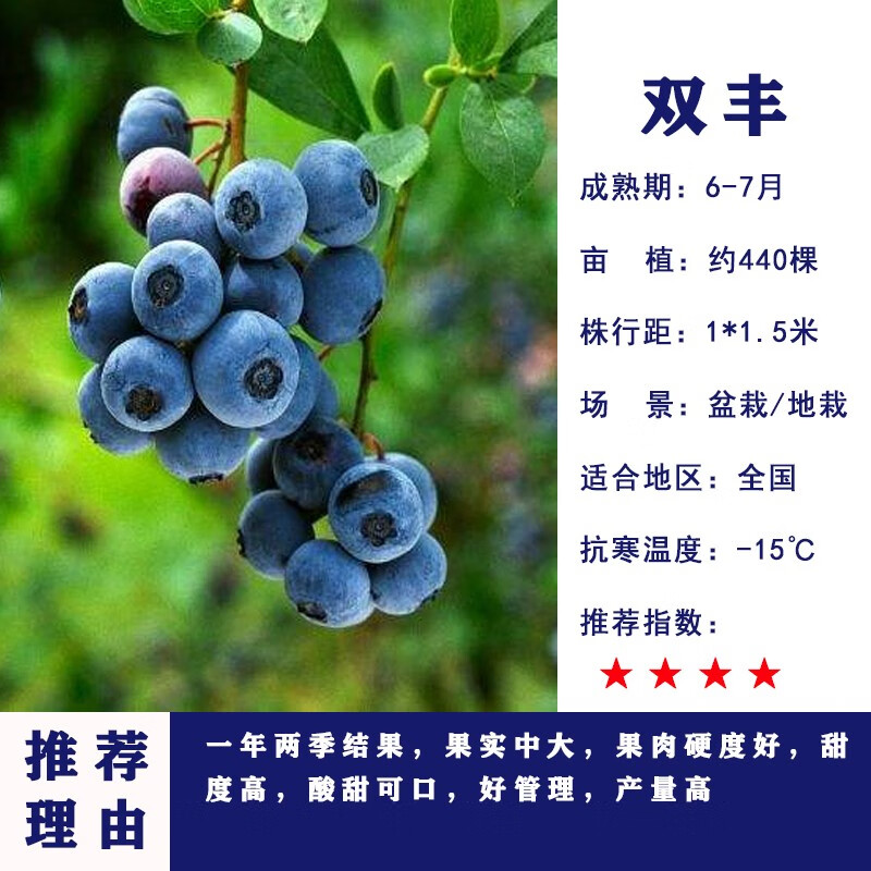 姬缘希蓝莓树苗盆栽地栽南方北方种植兔眼黑珍珠果树苗阳台庭院当年