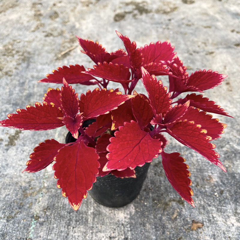 采缇(caiti)彩叶草盆栽室外阳台庭院好养红色观叶花卉五彩苏喜阳耐晒