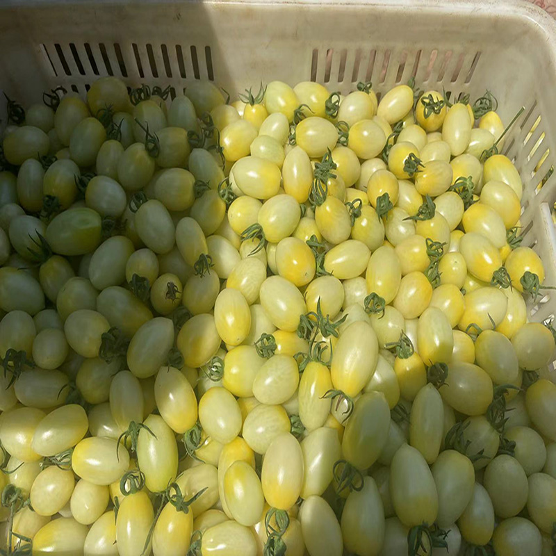 山东白千禧小番茄 圣女果生吃白色柿子现摘2-5斤 5斤