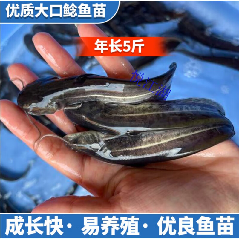 大口鲶鱼苗淡水养殖食用本地塘鲺塘角鱼埃及土胡子南方批活鱼苗 大口
