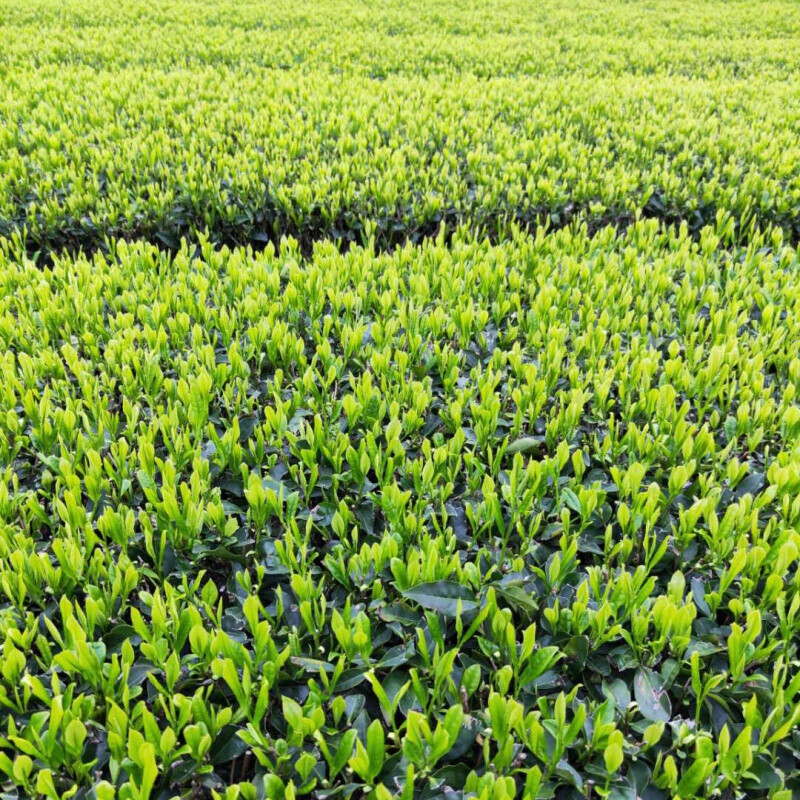 旱塘硒山茶 200g 湖南汝城特产茶叶绿茶高品质2020新茶旱塘硒山茶散装