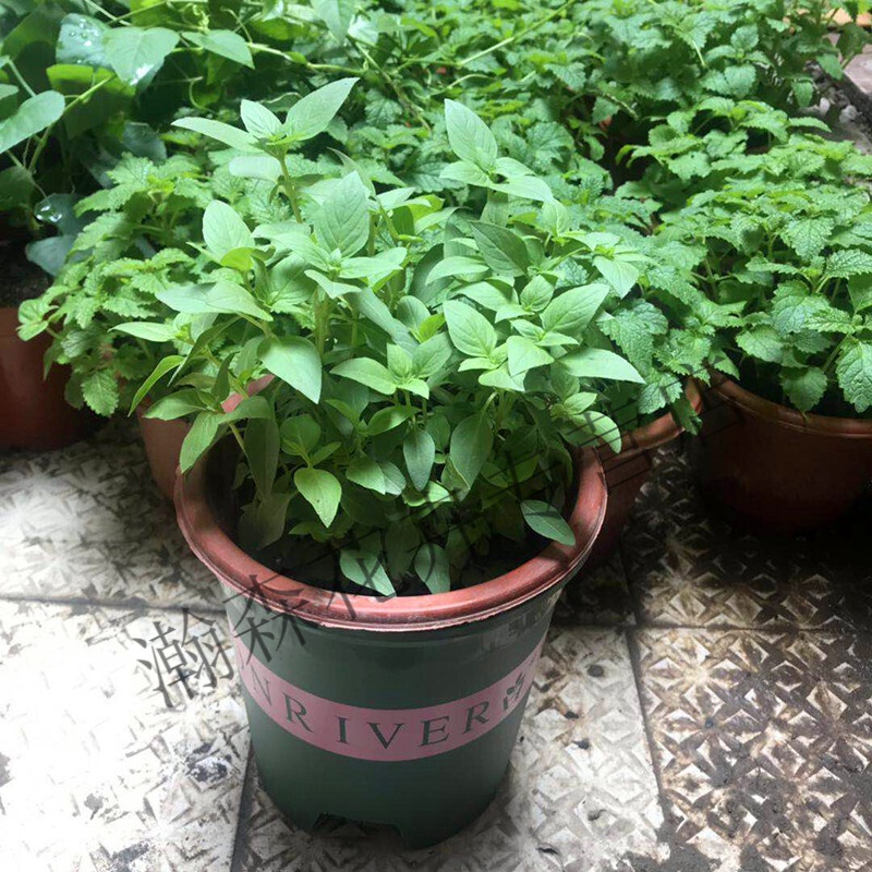素蜜九层塔盆栽食用罗勒叶新鲜潮汕金不易换薄荷苗阳台植物四季绿植