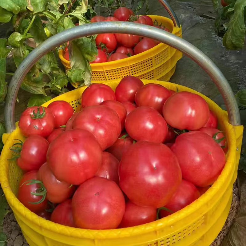 秦品堂陕西泾阳普罗旺斯西红柿【顺丰包邮】生吃沙瓤番茄西红柿自然熟 普罗旺斯中果 5斤 (中通,极兔)