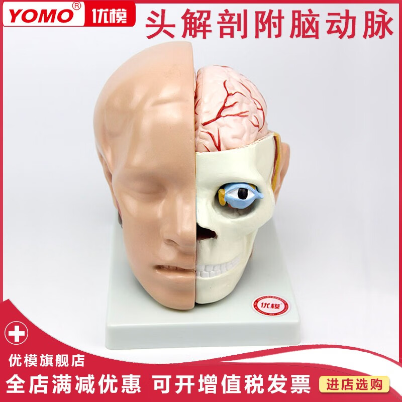 优模 头解剖附脑动脉模型 头脑结构模型 人体大脑解剖