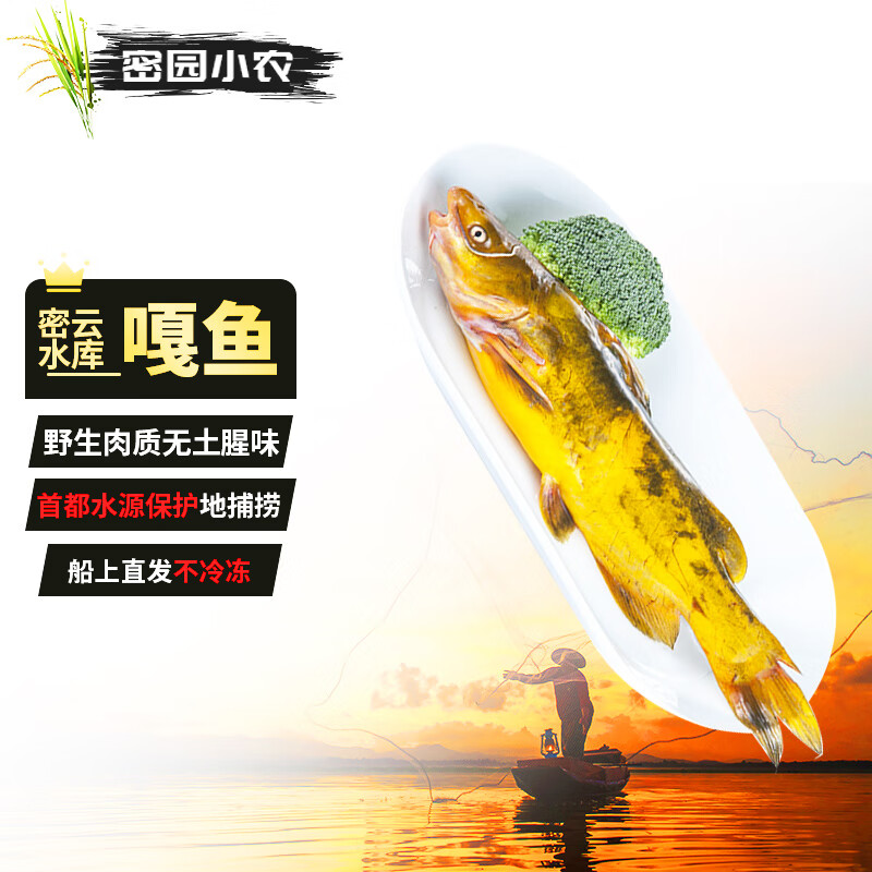 密园小农 黄辣丁黄骨鱼北京【密云水库】嘎鱼新鲜鱼肉整条无腥味淡水