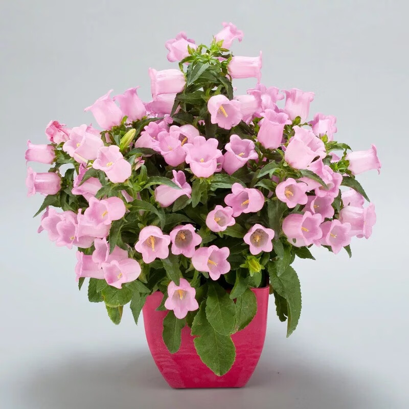丹麦重瓣风铃草盆栽开花植物室内阳台花卉四季好养活花苗鲜花绿植