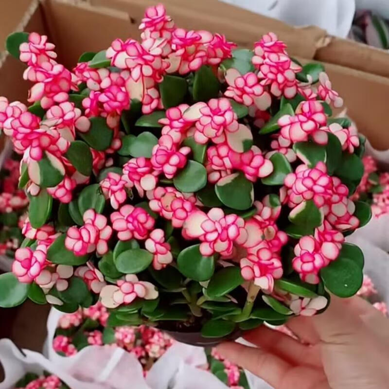 多肉植物稀有品种大株肉肉花卉新款盆景 丛生金枝玉叶多棵原盆 肥料