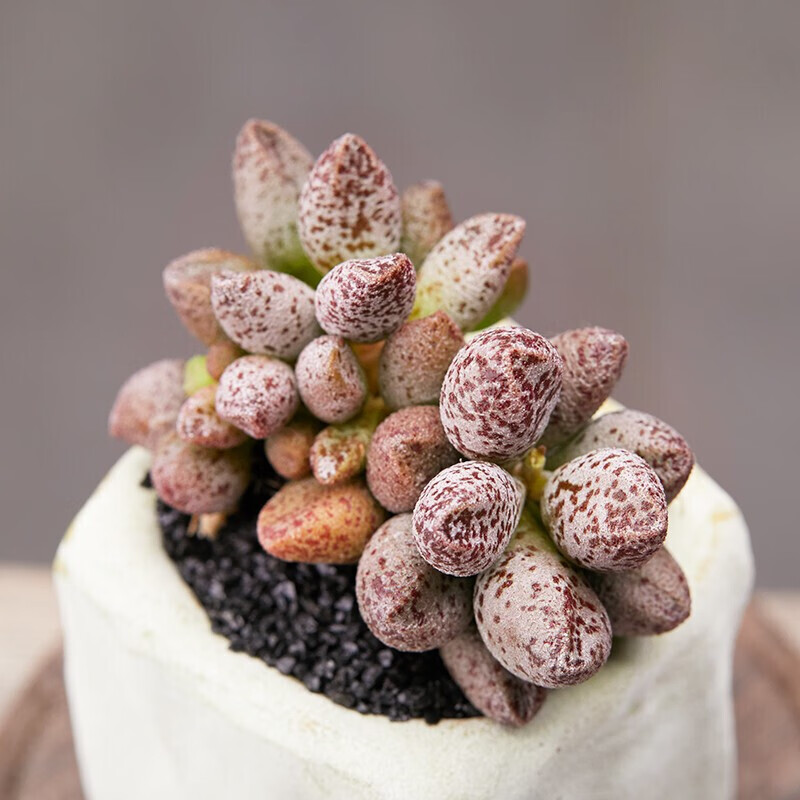 醉花春 多肉植物盆栽肉肉新手植物办公室创意 玛丽安水泡【塑料盆栽好