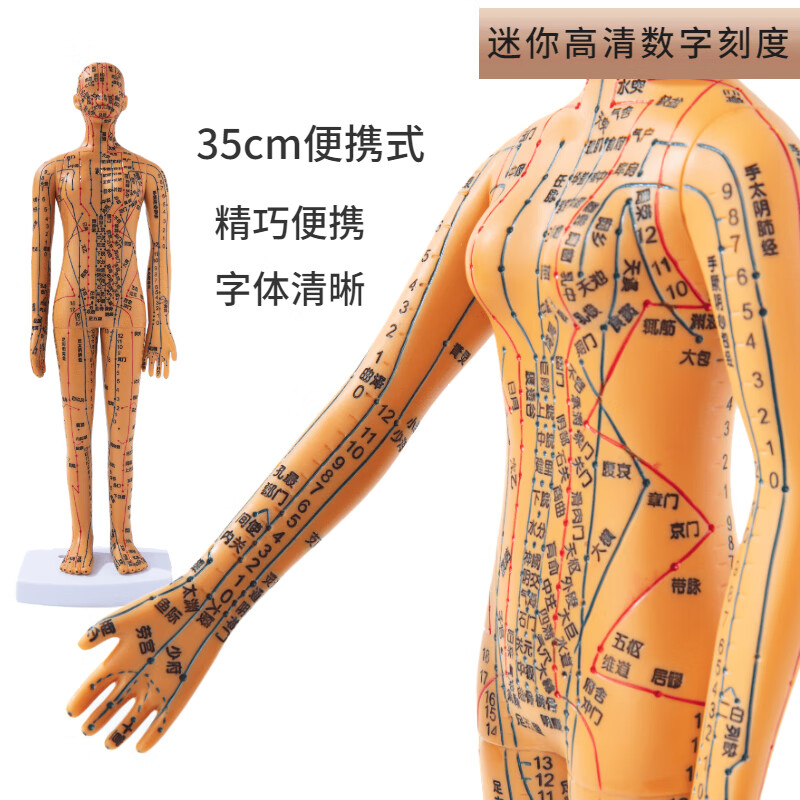 科睿才针灸穴位人体模型人十二经络图扎针中医小皮人数字刻度铜全身