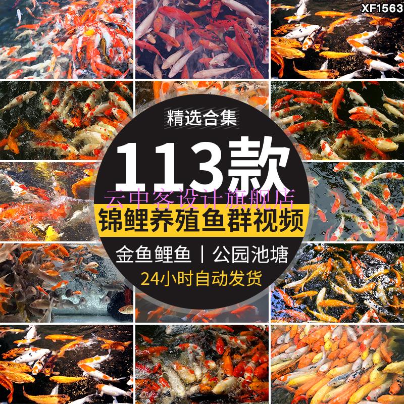 锦鲤养殖水池里游动鱼池红鲤鱼公园喂鱼金鱼高清实拍剪辑视频素材