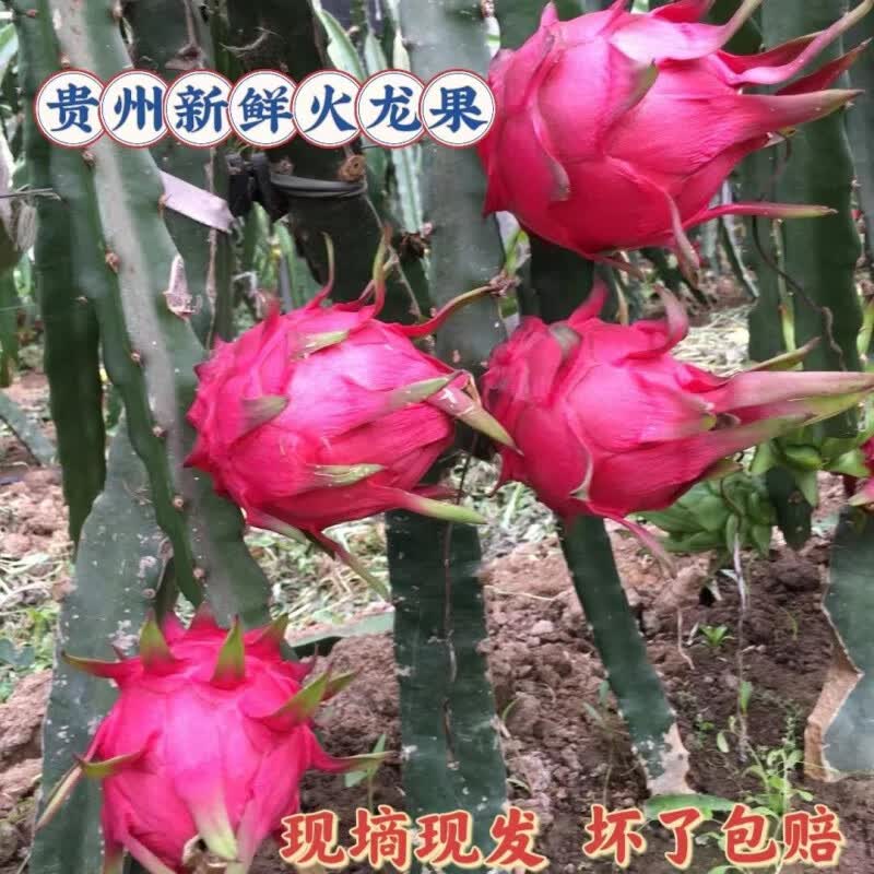 鲜美惊贵州罗甸红心火龙果当季新鲜水果整箱批发火龙果大果现摘现发